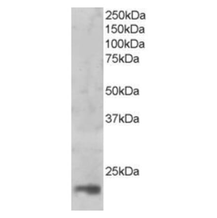 Western Blot - Anti-MAGOH Antibody (A83855) - Antibodies.com