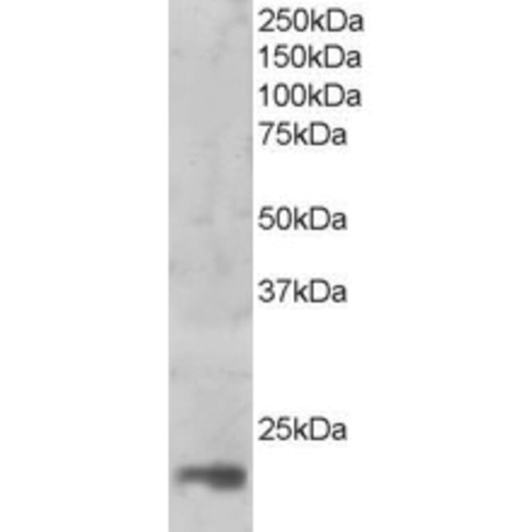 Western Blot - Anti-MAGOH Antibody (A83855) - Antibodies.com
