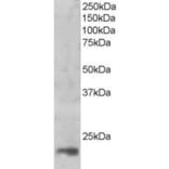 Western Blot - Anti-MAGOH Antibody (A83855) - Antibodies.com