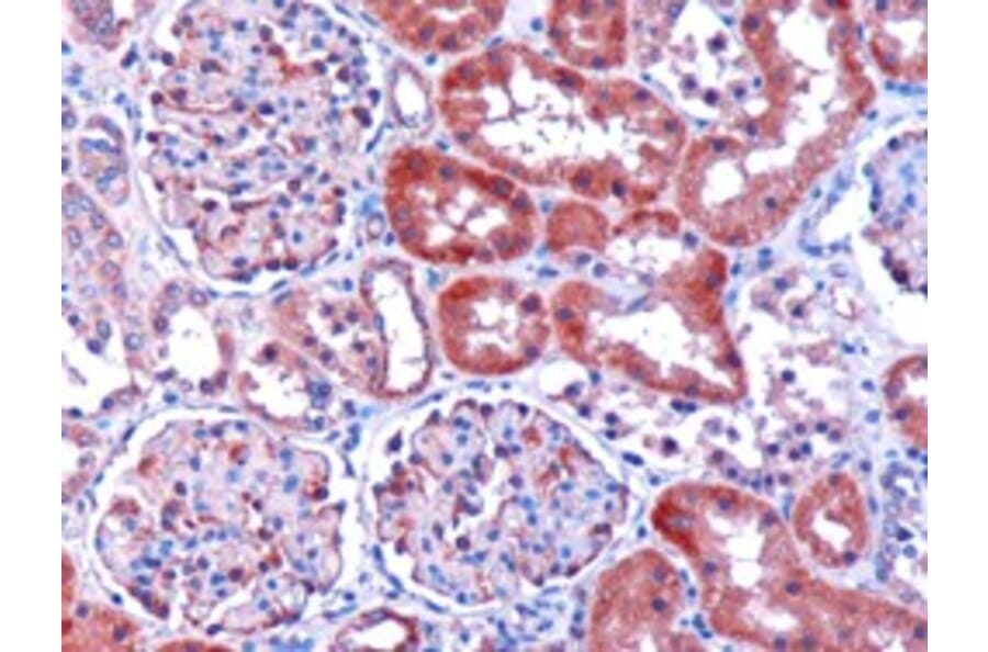 Immunohistochemistry - Anti-DCXR Antibody (A83858) - Antibodies.com