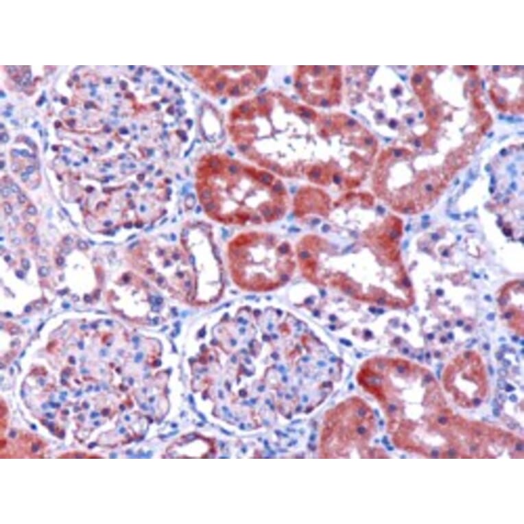 Immunohistochemistry - Anti-DCXR Antibody (A83858) - Antibodies.com