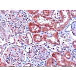 Immunohistochemistry - Anti-DCXR Antibody (A83858) - Antibodies.com