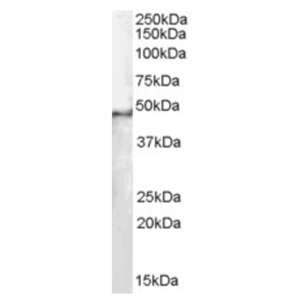 Western Blot - Anti-SF3B4 Antibody (A83860) - Antibodies.com