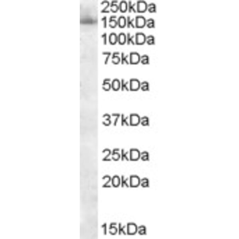 Western Blot - Anti-SF3B3 Antibody (A83861) - Antibodies.com