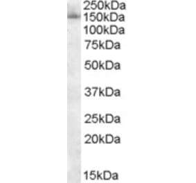 Western Blot - Anti-SF3B3 Antibody (A83861) - Antibodies.com