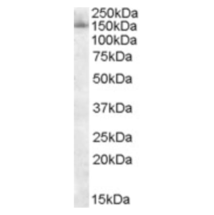 Western Blot - Anti-SF3B3 Antibody (A83861) - Antibodies.com
