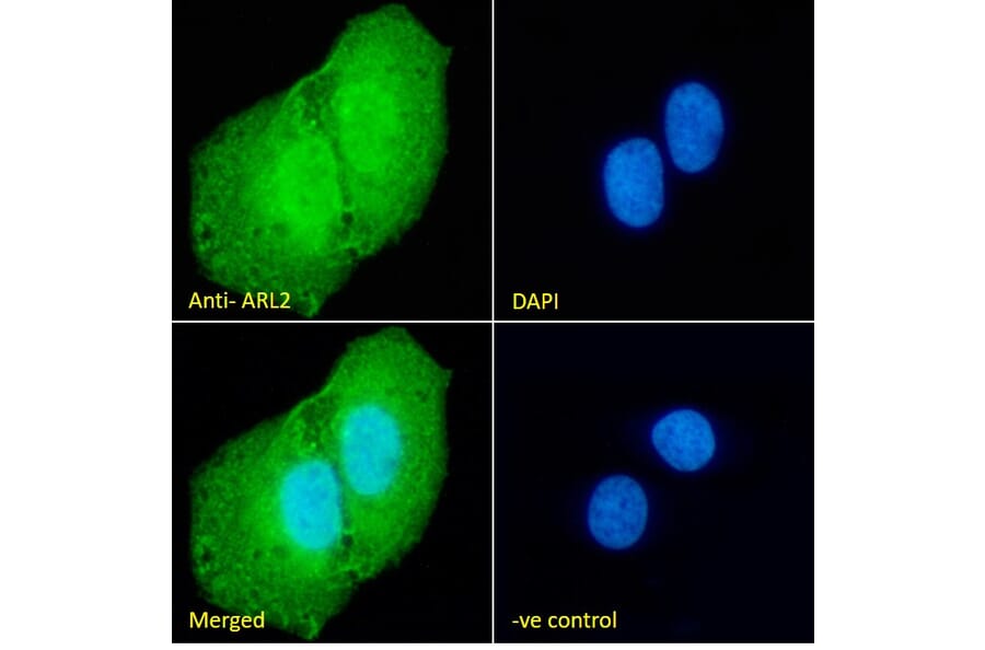 Immunofluorescence - Anti-ARL2 Antibody (A83862) - Antibodies.com