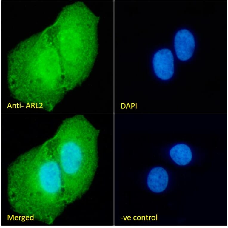 Immunofluorescence - Anti-ARL2 Antibody (A83862) - Antibodies.com