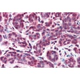 Immunohistochemistry - Anti-IPO7 Antibody (A83863)