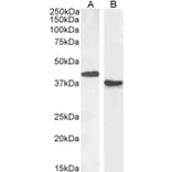 Western Blot - Anti-PAX5 Antibody (A83864) - Antibodies.com