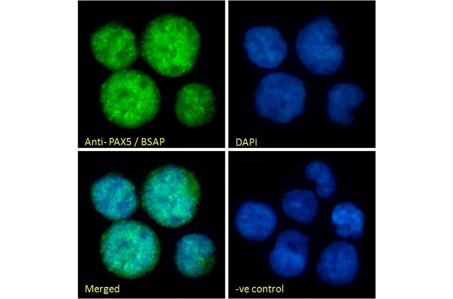 Immunofluorescence - Anti-PAX5 Antibody (A83864) - Antibodies.com