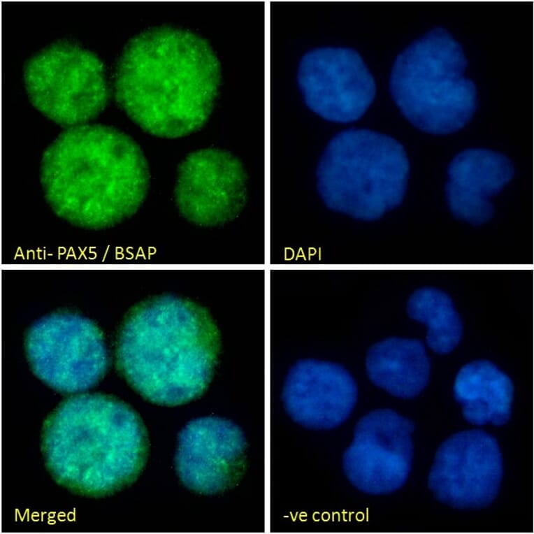 Immunofluorescence - Anti-PAX5 Antibody (A83864) - Antibodies.com