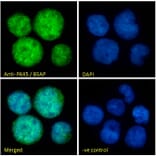 Immunofluorescence - Anti-PAX5 Antibody (A83864) - Antibodies.com