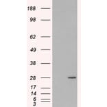 Western Blot - Anti-Rab11A Antibody (A83865) - Antibodies.com