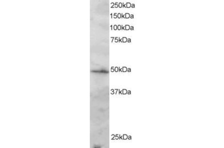 Western Blot - Anti-IRF2 Antibody (A83866) - Antibodies.com