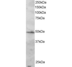 Western Blot - Anti-IRF2 Antibody (A83866) - Antibodies.com