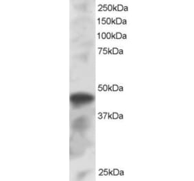 Western Blot - Anti-IRF8 Antibody (A83867) - Antibodies.com