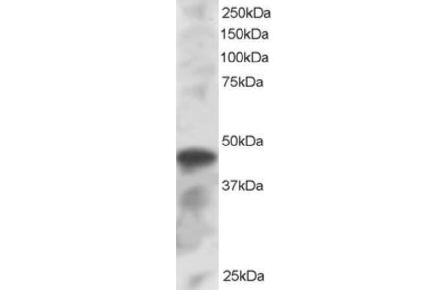 Western Blot - Anti-IRF8 Antibody (A83867) - Antibodies.com