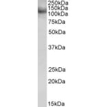 Western Blot - Anti-RNF31 Antibody (A83868) - Antibodies.com