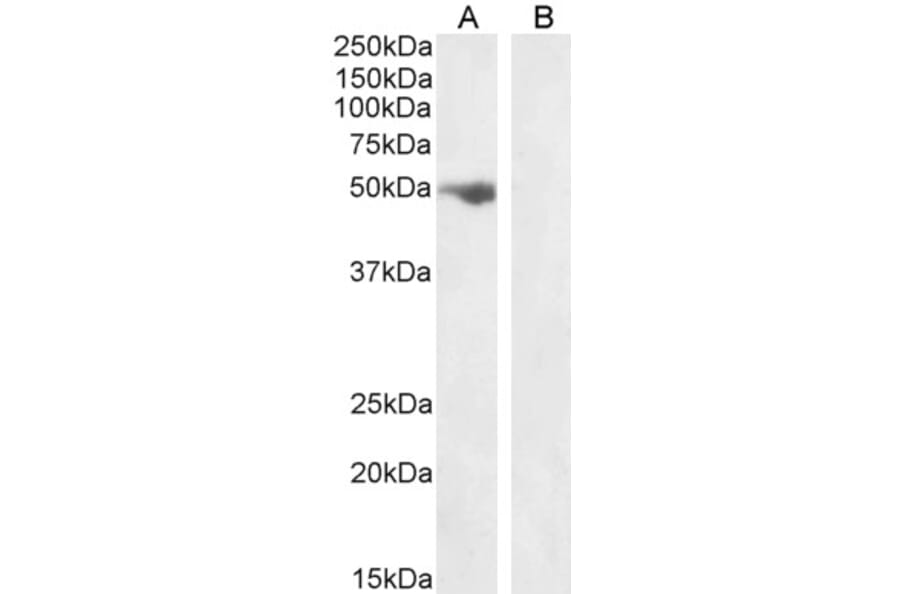 Western Blot - Anti-FSTL1/FRP Antibody (A83869) - Antibodies.com