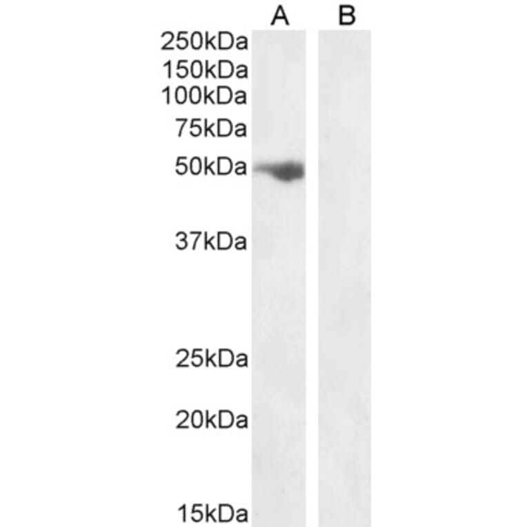 Western Blot - Anti-FSTL1/FRP Antibody (A83869) - Antibodies.com