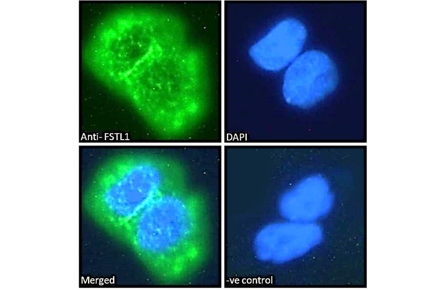 Immunofluorescence - Anti-FSTL1/FRP Antibody (A83869) - Antibodies.com