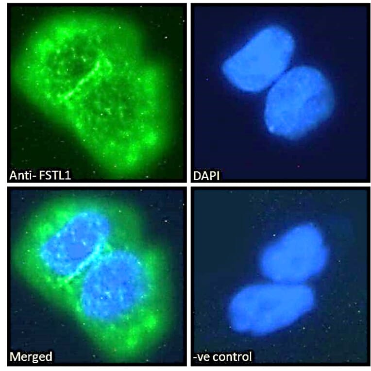Immunofluorescence - Anti-FSTL1/FRP Antibody (A83869) - Antibodies.com