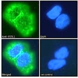Immunofluorescence - Anti-FSTL1/FRP Antibody (A83869) - Antibodies.com