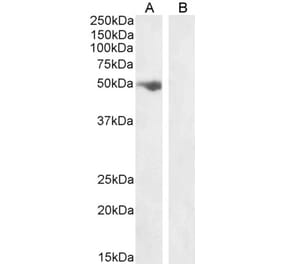 Western Blot - Anti-FSTL1 Antibody (A83869)