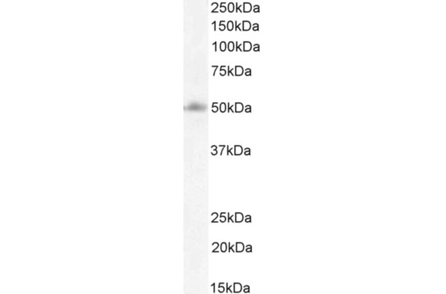 Western Blot - Anti-FOXG1 Antibody (A83872) - Antibodies.com