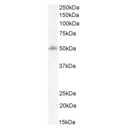 Western Blot - Anti-FOXG1 Antibody (A83872) - Antibodies.com