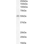 Western Blot - Anti-FOXG1 Antibody (A83872) - Antibodies.com