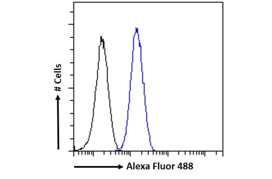 Flow Cytometry - Anti-FOXG1 Antibody (A83872) - Antibodies.com