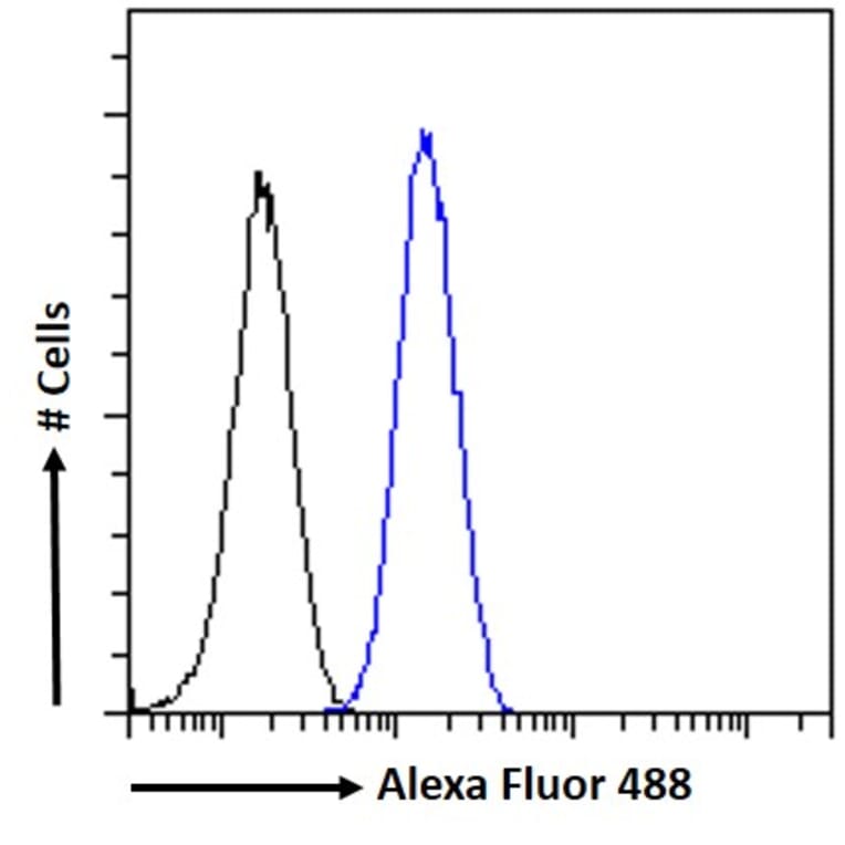 Flow Cytometry - Anti-FOXG1 Antibody (A83872) - Antibodies.com