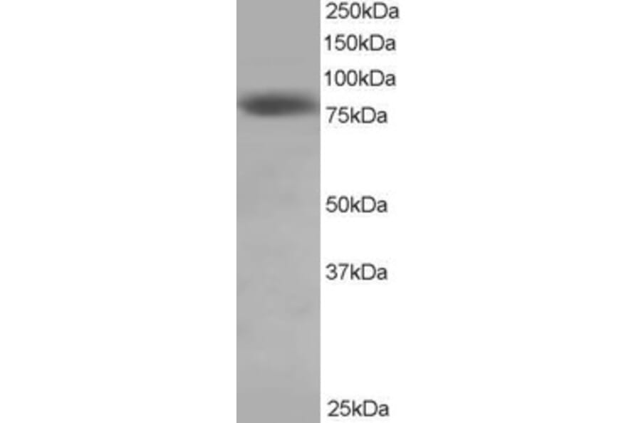 Western Blot - Anti-HEC1/HEC Antibody (A83873) - Antibodies.com