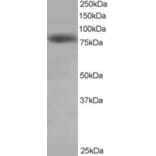 Western Blot - Anti-HEC1/HEC Antibody (A83873) - Antibodies.com