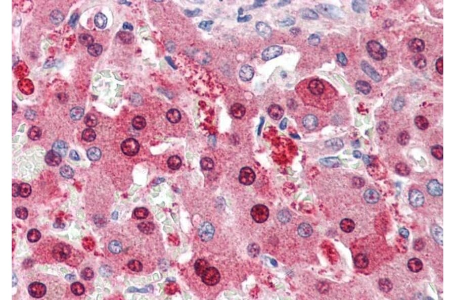 Immunohistochemistry - Anti-HEC1/HEC Antibody (A83873) - Antibodies.com