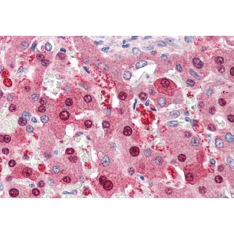 Immunohistochemistry - Anti-HEC1/HEC Antibody (A83873) - Antibodies.com