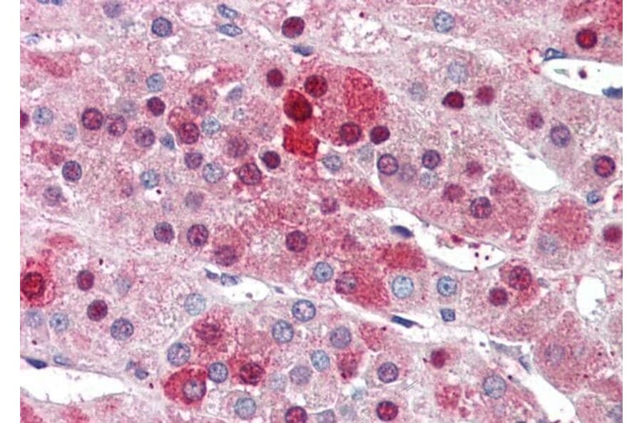 Immunohistochemistry - Anti-HEC1/HEC Antibody (A83873) - Antibodies.com