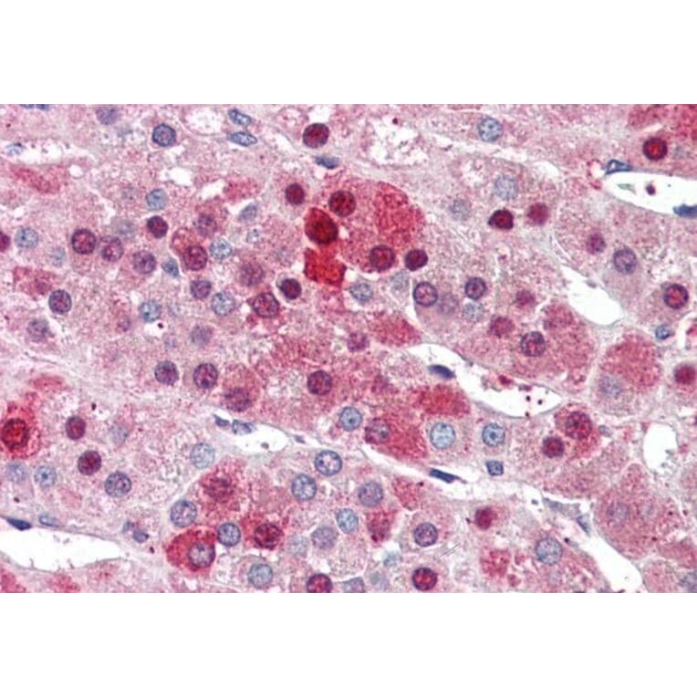 Immunohistochemistry - Anti-HEC1/HEC Antibody (A83873) - Antibodies.com