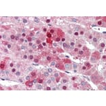 Immunohistochemistry - Anti-HEC1/HEC Antibody (A83873) - Antibodies.com