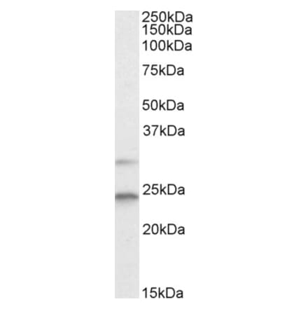 Western Blot - Anti-Mad2L1 Antibody (A83874) - Antibodies.com