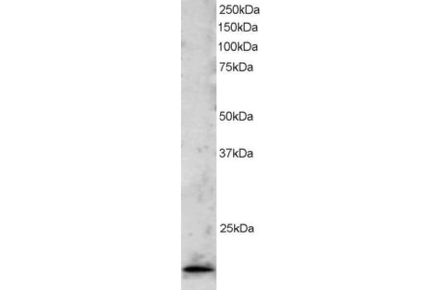 Western Blot - Anti-TBP Like 1 Antibody (A83875) - Antibodies.com