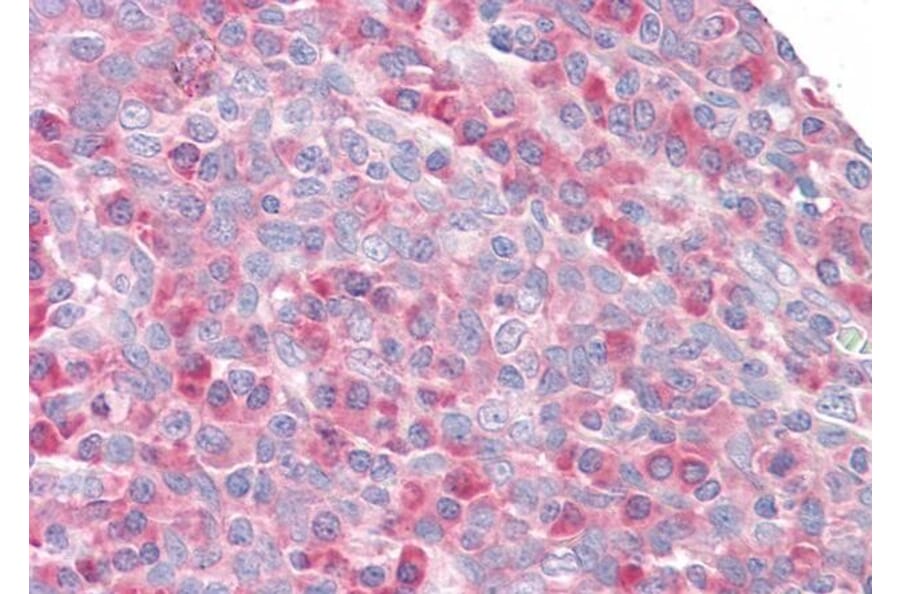 Immunohistochemistry - Anti-RPS27/MPS1 Antibody (A83876) - Antibodies.com