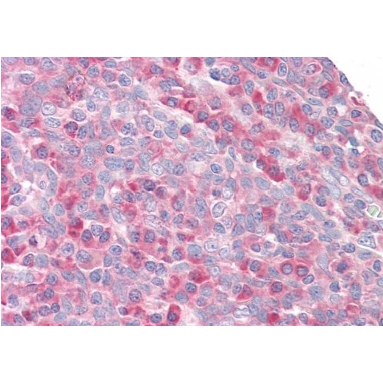 Immunohistochemistry - Anti-RPS27/MPS1 Antibody (A83876) - Antibodies.com