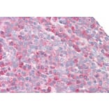 Immunohistochemistry - Anti-RPS27/MPS1 Antibody (A83876) - Antibodies.com