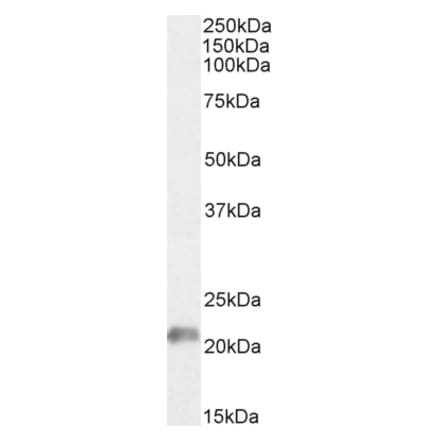 Western Blot - Anti-JWA Antibody (A83878) - Antibodies.com