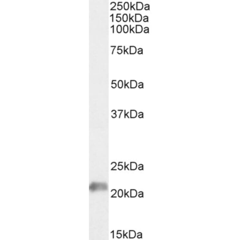 Western Blot - Anti-JWA Antibody (A83878) - Antibodies.com