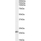Western Blot - Anti-JWA Antibody (A83878) - Antibodies.com