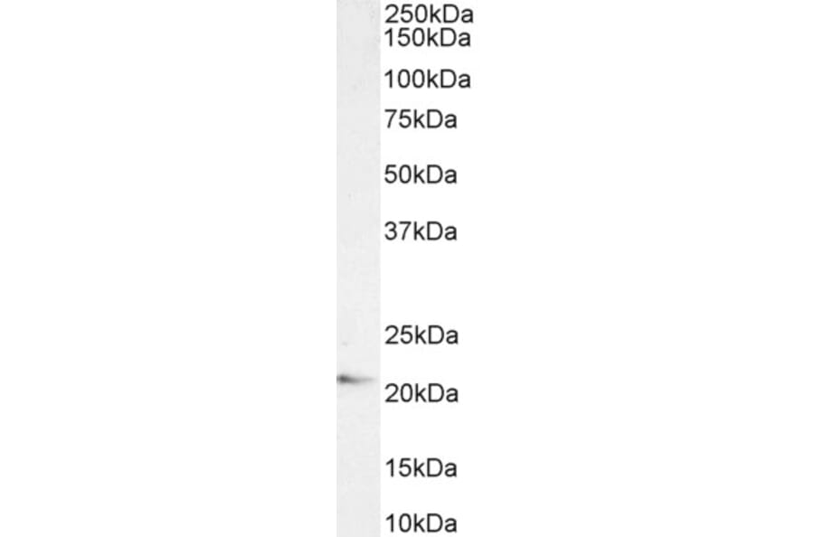 Western Blot - Anti-JWA Antibody (A83878) - Antibodies.com